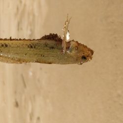 ハゼ4匹釣れましたGET