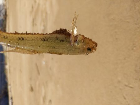 ハゼ4匹釣れましたGET