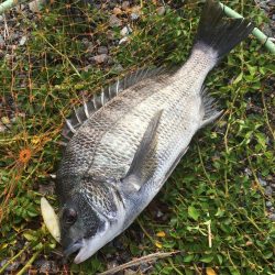 朝マズメのチヌ連続ライド!