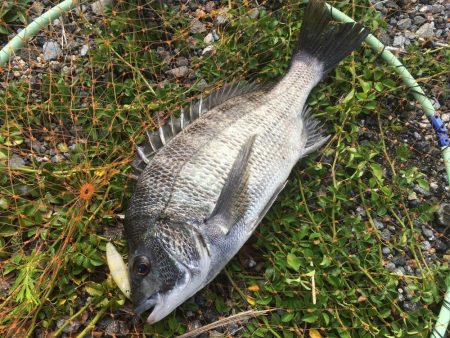 朝マズメのチヌ連続ライド!