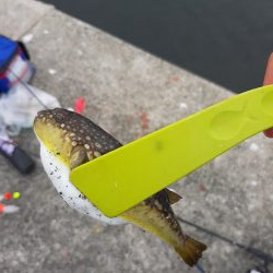 初和田防!魚種豊富!