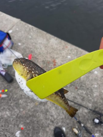 初和田防!魚種豊富!