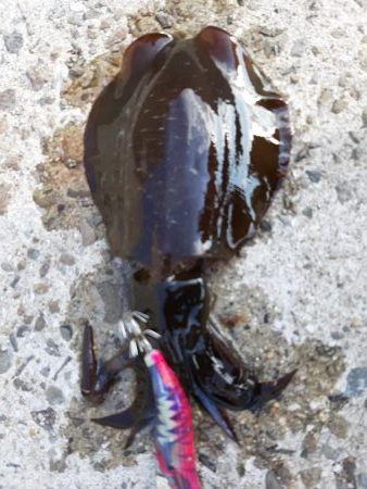 帰省中にエギング