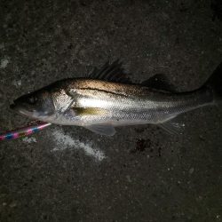 夜練釣行