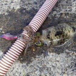 秋アオリでキロアップ