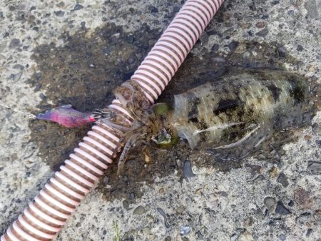 秋アオリでキロアップ