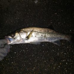 夜練釣行