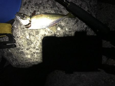 タチウオの反応なし