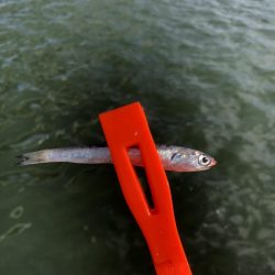 サビキでイワシ祭り