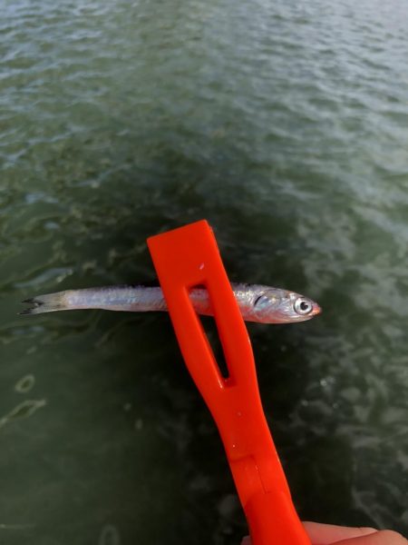 サビキでイワシ祭り