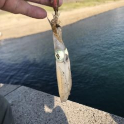 そろそろメッキだよ