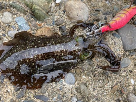 まったりエギング