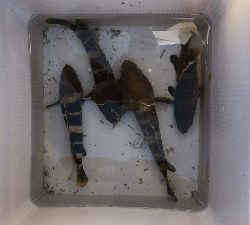 残暑のこる日本海でアコウを。。