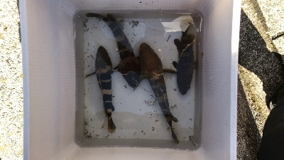 残暑のこる日本海でアコウを。。