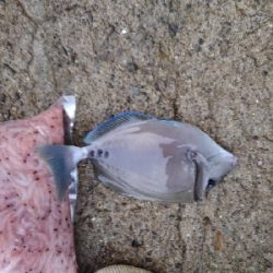 9/25釣果グレ37センチナミフエダイ