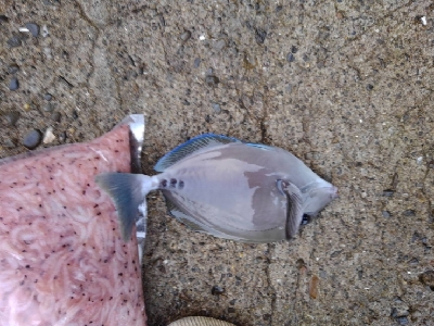 9/25釣果グレ37センチナミフエダイ