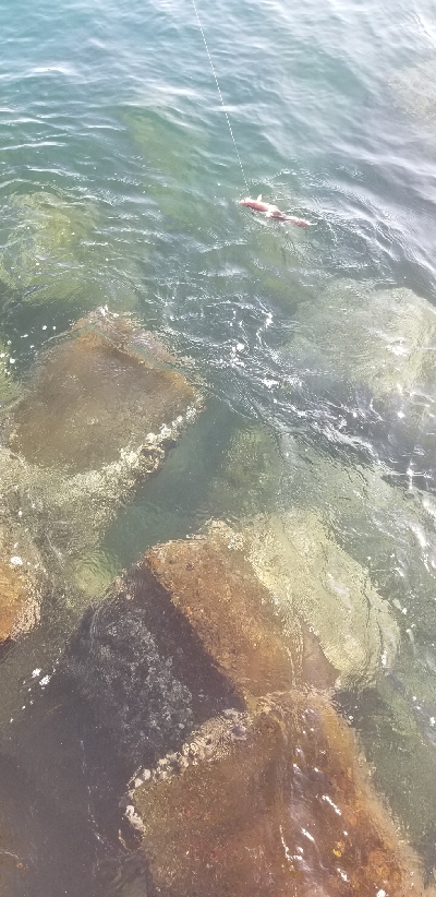 自己最多の大爆釣