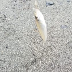 キス釣り　あと少し尺届かず