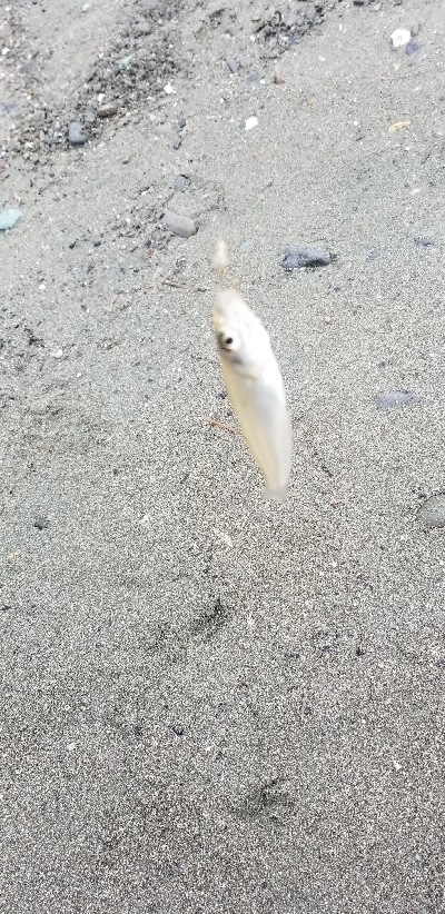 キス釣り　あと少し尺届かず