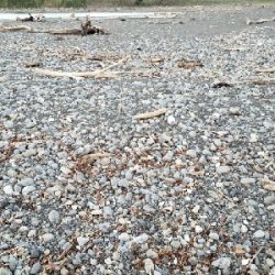 たまには真面目にシーバス。