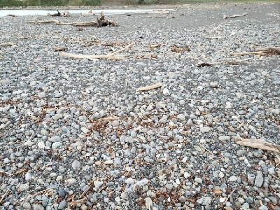 たまには真面目にシーバス。