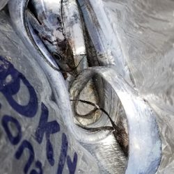 ナイトフィッシング