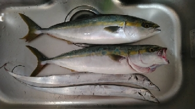 タチウオ+青物