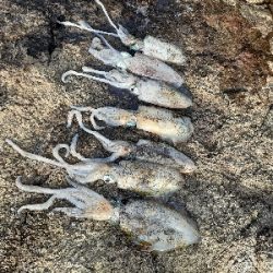 秋アオリイカ調査隊