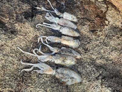 秋アオリイカ調査隊