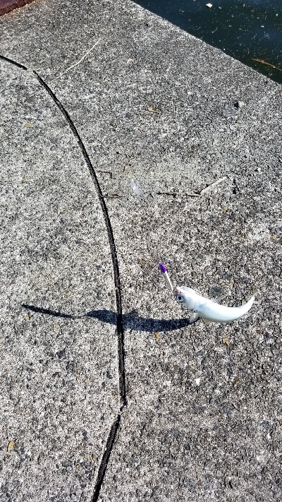 サバゲーで癒された