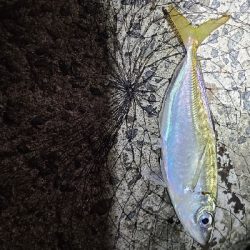 ワインド、アジング