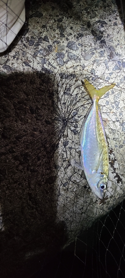 ワインド、アジング