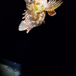 短時間の豆アジング