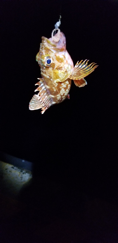 短時間の豆アジング