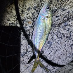 アジと太刀魚狙い。