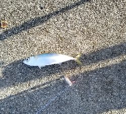 サバ　SABERも  渋かった