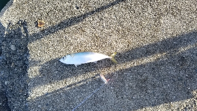 サバ　SABERも  渋かった