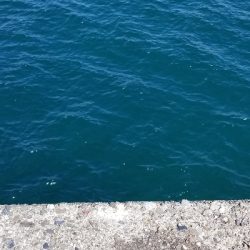 イカからタチウオ