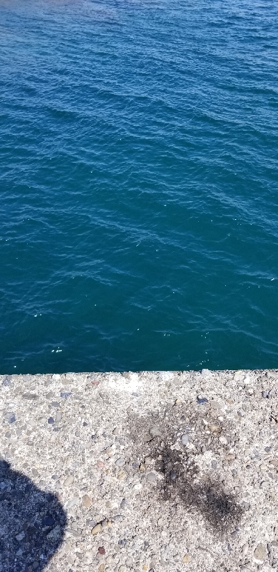 イカからタチウオ