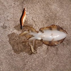 アオリからのサゴシ