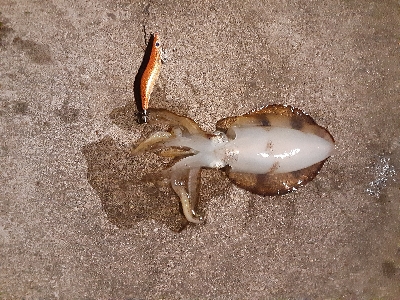 アオリからのサゴシ