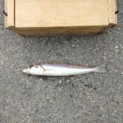 ハゼ爆釣を求めて