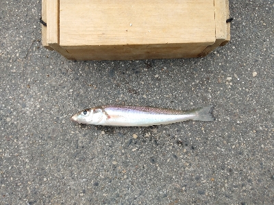 ハゼ爆釣を求めて