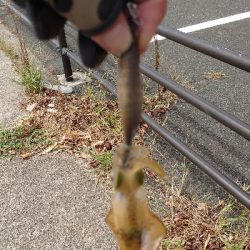 朝マヅメエギング