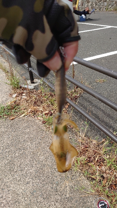 朝マヅメエギング