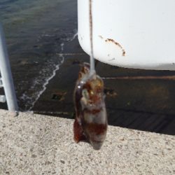 朝マヅメエギング