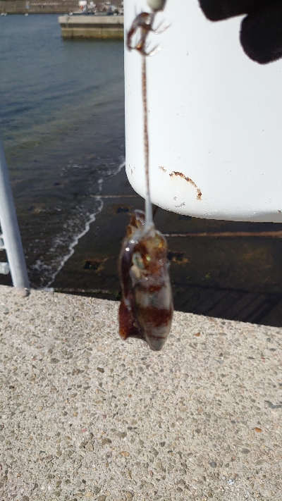 朝マヅメエギング