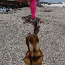 トンカツサイズも混じりだした!?