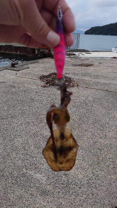 トンカツサイズも混じりだした!？