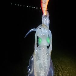 仕事終わりエギング